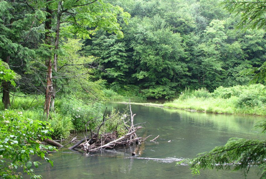 Bendigo State Park, Pennsylvania, USA